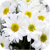 1017 Flowers Live Wallpapers icon