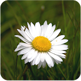 Daisy Flower Wallpaper icon