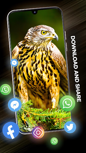 Birds Wallpapers in 4K Screen 3