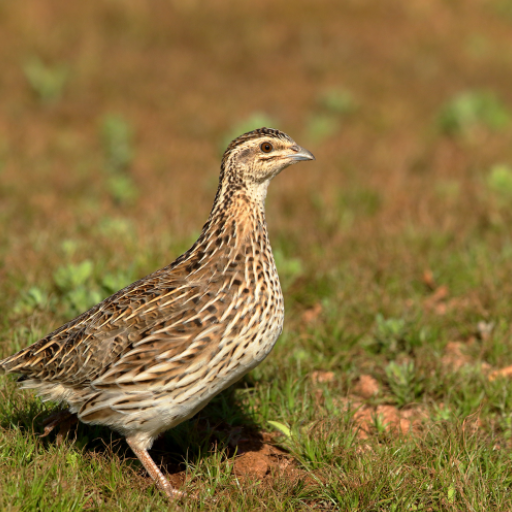 Rain quail bird Sounds  Icon