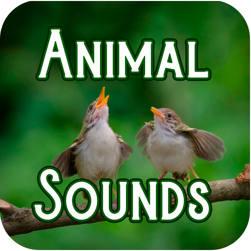 ruhig Birne Herstellung animal sounds mp3 free download hinter Hai Bindung