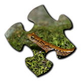 Salamander Jigsaw Puzzles icon