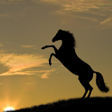 Wild Best Horses Jigsaw Puzzles Game icon