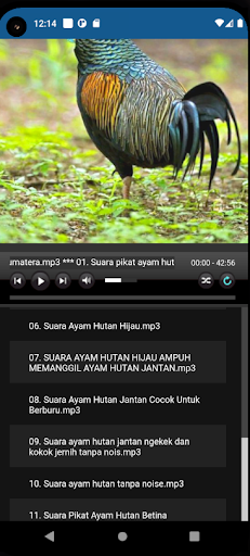 Suara Pikatan Ayam Hutan Ampuh Screen 3