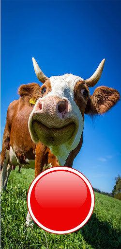 Mooo Screen 3