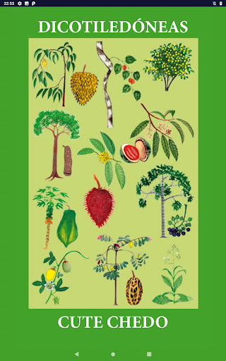 Taxonomía de Plantas Matsés