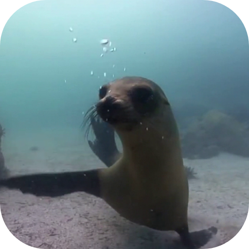 Fur seal Video Live Wallpaper logo
