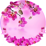 Orchid Spring Flowers Theme icon