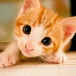 Cute Kittens Wallpapers Apk