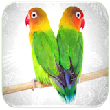 Love Birds Ringtones icon
