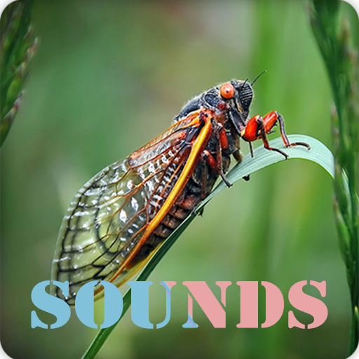 Cicada Insect Sound Ringtone Download on Windows