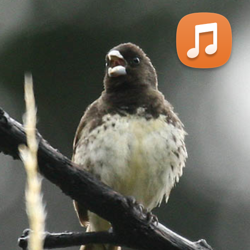 papacapim fêmea cantando