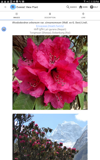 Screenshot of Wildflowers of Mount Everest