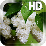 Flower Lilac Drops LWP icon