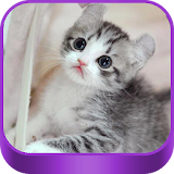 Cat Care Tips icon