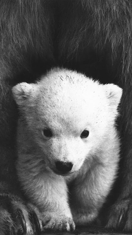 baby polar bear wallpaper by woodenboxlwp - (Android Apps) — AppAgg