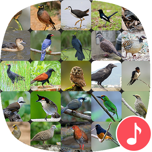 Appp.io - Bird Sounds Thai Télécharger sur Windows