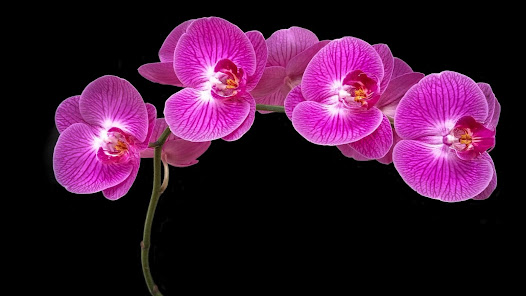 Captura de Pantalla 21 Fondos de pantalla orquídeas android