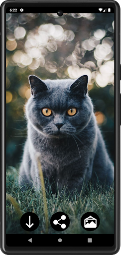 Cat Wallpapers Screen 3