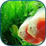 Fish Aquarium 3D - Fish Tanks icon