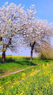 Spring Nature wallpapers