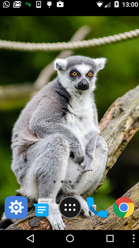 lemur wallpaper Screen 2
