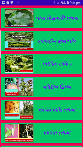 কমলা চাষাবাদOrange