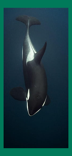 Orca Whale Wallpaper Live HD Screenshot 2 - AppWisp.com