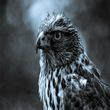 Falcon Wallpapers icon