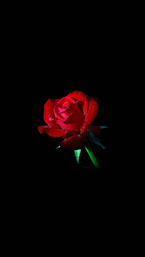 Android application Rose Wallpaper HD screenshort