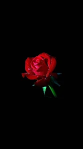 Rose Wallpaper HD - Apps on Google Play