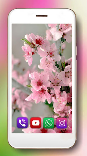 Cherry and Apple Bloom Live Wallpaper