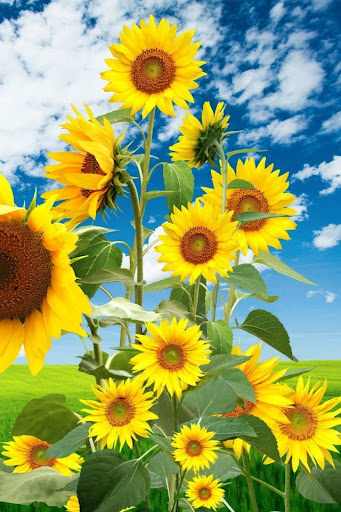 Sunflower Wallpaper Screen 2