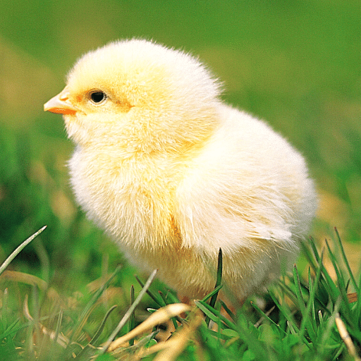 Chicks Sounds - Chirping Noise - AppWisp.com
