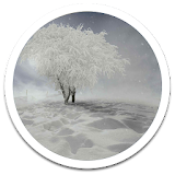 My Photo Wall Winter Trees LWP icon