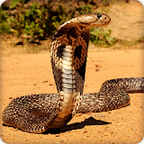 King Cobra Snake Wallpapers HD icon