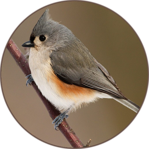鳥の歌の音をリラックス Google Play のアプリ