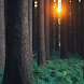 Forest Wallpaper - Androidアプリ