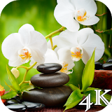 Orchid 4K Live Wallpaper icon