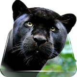 Amazing Black Cats Live WP icon