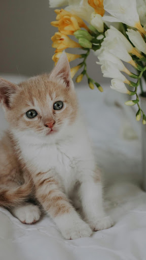 Freesia Wallpaper ekran görüntüsü