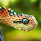 Snakes Wallpapers HD دانلود در ویندوز