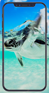 Cute Turtle Wallpaper HD 4K