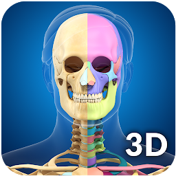 Image de l'icône Skeleton Anatomy Pro.