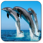 Cover Image of Download Dolphin Live Wallpaper 1.18 APK