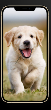 Tải Cute Dog Wallpapers HD App trên PC với giả lập - LDPlayer