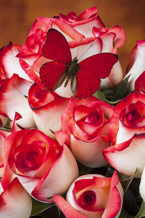 Rose Live Wallpaper by Wallpaper mania - (Android Apps) — AppAgg