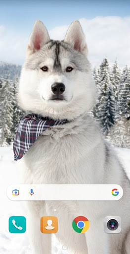 Android application Dog cute wallpaper screenshort