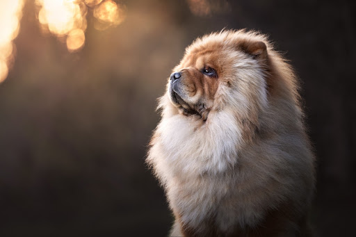 Chow Chow Dog Wallpaper HD Screen 3