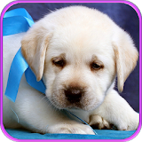 Sweet puppies and dogs icon